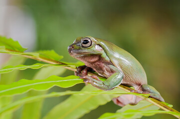 Fototapeta premium Dumpy frog on a branch