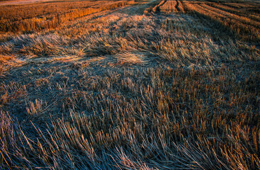 background of a tree