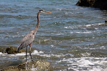 Great Blue Heron (Ardea herodias). Corcovado National Park on Osa Peninsula. Costa Rica. Central America.