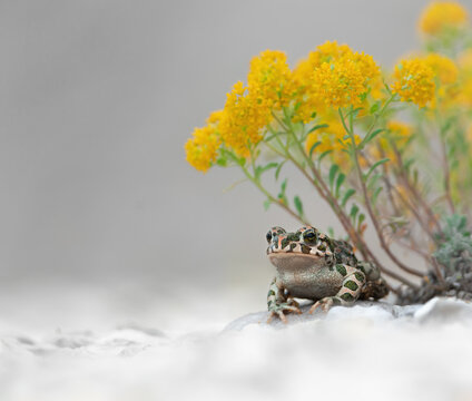 Macro shot of European green toad (Bufotes viridis) sitting under yellow flower. Isolated on light gray background
