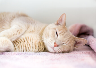 A lazy tabby shorthair cat sleeping on a blanket