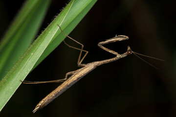 A young praying mantis hanging on a green leaf against black background
