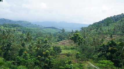 landscape with forest