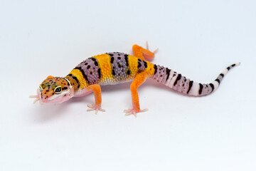 Naklejka premium Leopard Gecko on a white background
