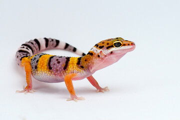 Leopard Gecko on a white background