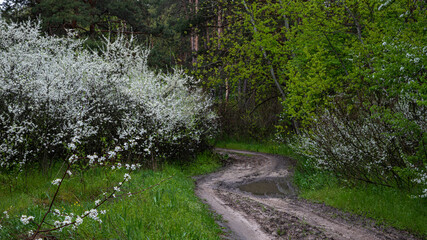 Spring forest in the rain 