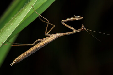 A young praying mantis hanging on a green leaf against black background