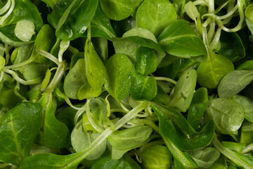 mache lettuce green salad