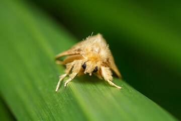 a yellow color moth looking into the camera resting on a leaf. the moth has compound eyes and spikes. 