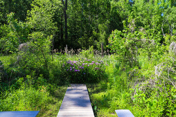 a small brown wooden foot bridge over silky brown water in the marsh surrounded by lush green...