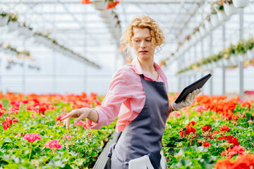 Charming female worker working with digital tablet supervising the growing of geranium flowers...