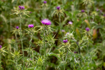 Wild plant; scientific name; Silybum marianum