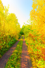 Naklejka premium Country road passing through the autumn forest on a clear day. View from the road level