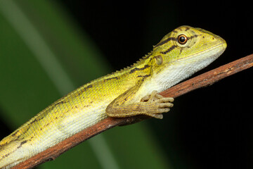 side profile of the garden lizard resting on a twig at night against green and black background. a
