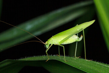 side profile of the Katydid resting on a leaf against black and green background. 