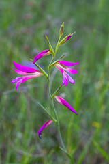 Wild plant; scientific name; Gladiolus italicus