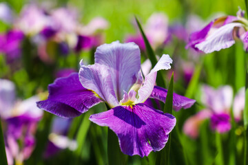 gorgeous purple, white and yellow Iris flowers in the marsh surrounded by lush green leaves, stems...
