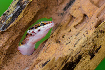 Leopard Gecko on a branch