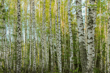 Trunks of birches