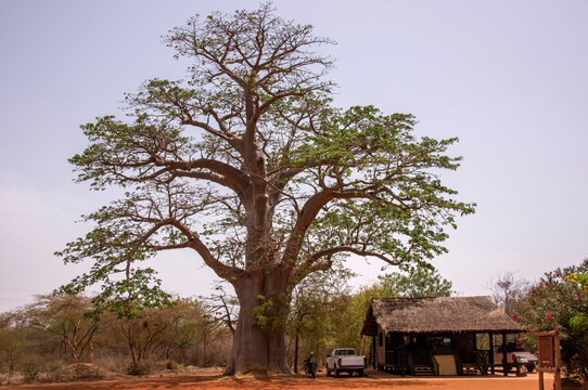 Baobab y caba&ntilde;a en una reserva natural de Senegal