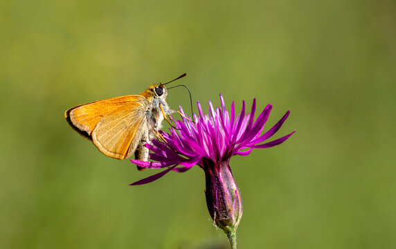 A small skipper butterfly (thymelicus sylvestris)