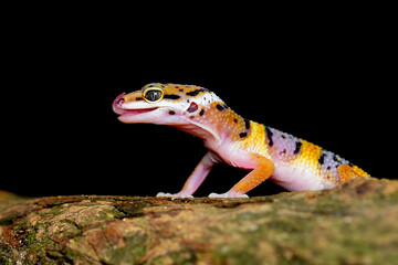Leopard Gecko on a branch