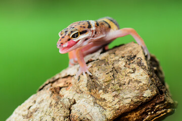 Leopard Gecko on a branch