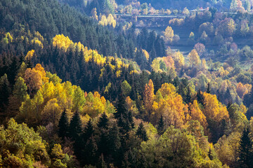 A panoramic shot of mesmerizing trees in Artvin, Turkey.