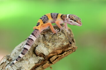 Leopard Gecko on a branch