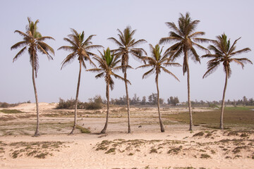 Palmeral en la costa norte de Senegal © s-aznar