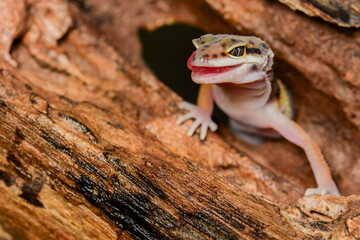 Leopard Gecko on a branch