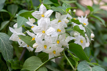Solanum laxum, commonly known as potato vine, potato climber or jasmine nightshade.