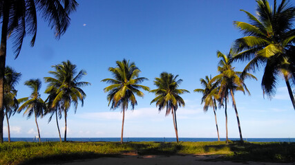 Fototapeta premium palm trees on the beach