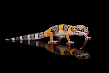 Leopard Gecko on Black Background