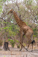 Jirafa en una reserva natural de Senegal