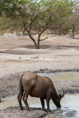 Búfalo bebiendo en una charca en Senegal