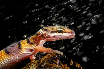 Leopard Gecko on Black Background