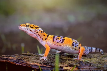 Fotobehang Leopard Gecko on Branch © Dwi