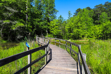 a shot of a brown wooden bridge over the water in a marsh surrounded by lush green trees and plants...