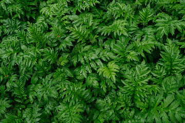 close up of green leaves in the rain