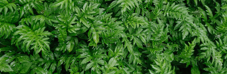close up of green leaves in the rain