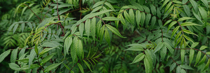 Fototapeta na wymiar close up of green leaves in the rain