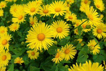 yellow flowers in the garden