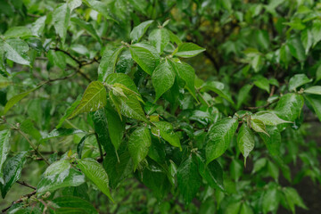close up of green leaves in the rain