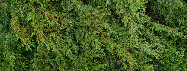 close up of green leaves in the rain