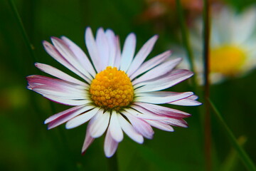 Obraz premium Gänseblümchen Blüte