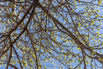 Apple branches with green fresh leaves and buds is on a blurred background in a park in spring on the blue sky background