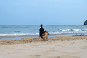 Dog Relaxing on the Beach and Happy when saw Beach and Sea