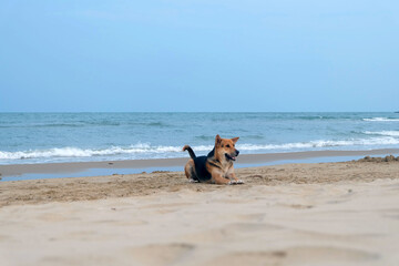 Dog Relaxing on the Beach and Happy when saw Beach and Sea