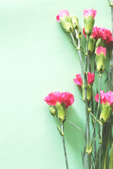 beautiful pink carnation flowers on green background
